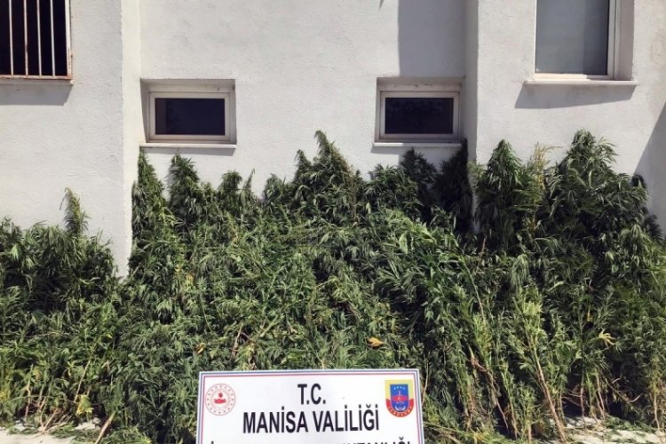 Dağlık alanda 7 bin 253 k&ouml;k Hint keneviri ele ge&ccedil;irildi