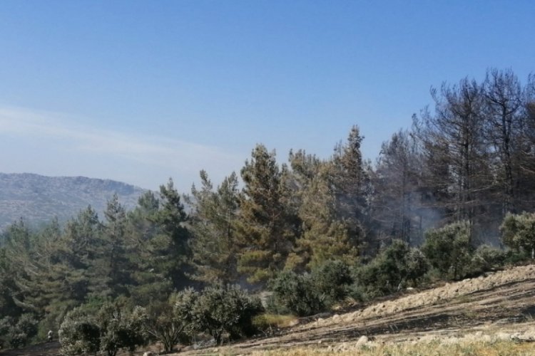 Ceyhan'daki orman yangınında 4 hektar alan zarar g&ouml;rd&uuml;