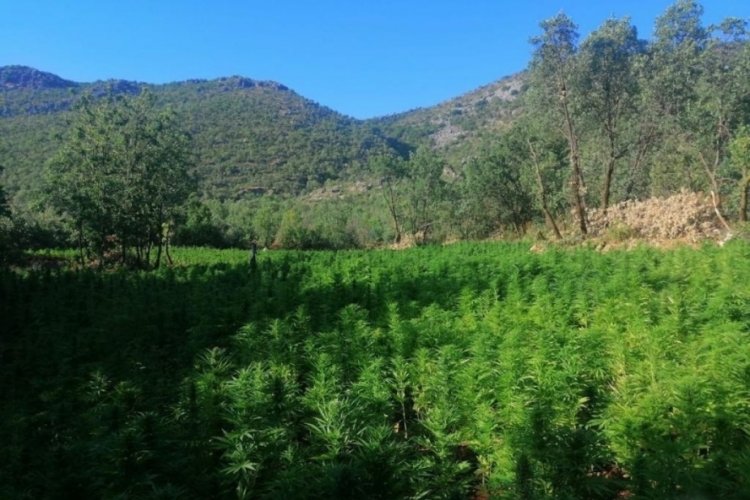 Lice'de 1 milyon 340 bin k&ouml;k Hint keneviri ele ge&ccedil;irildi