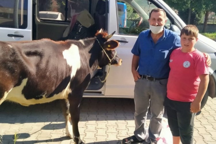 Polisin durdurduğu ara&ccedil;tan, &ccedil;alınan gebe inek &ccedil;ıktı