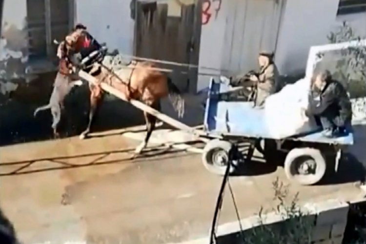 Pitbullun, atı ısırdığı anlar kamerada
