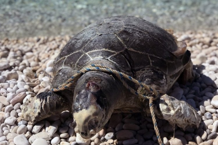 V&uuml;cuduna halat dolanan caretta caretta &ouml;l&uuml; bulundu