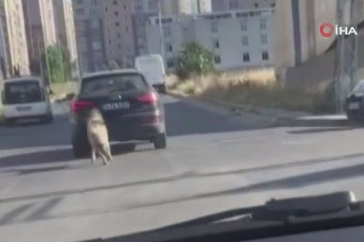 Ara&ccedil;la seyir halindeyken boynuna tasma taktığı k&ouml;peği peşinden koşturdu