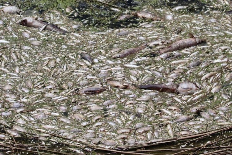 B&uuml;y&uuml;k Menderes'te tedirgin eden balık &ouml;l&uuml;mleri