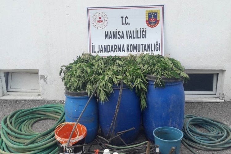 475 k&ouml;k kenevir ele ge&ccedil;irildi