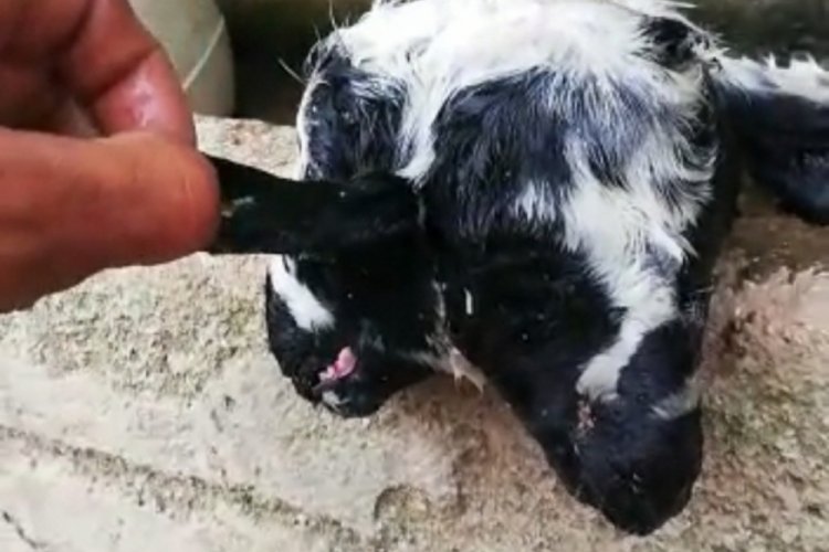 Bursa'da &ccedil;ift başlı doğan kuzu, 10 dakika yaşayabildi