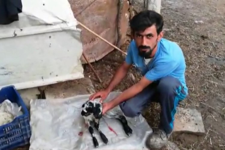Bursa'da telef olan &ccedil;ift başlı kuzunun sahibi konuştu