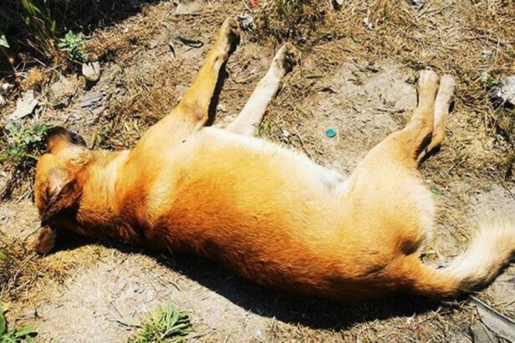 6 k&ouml;peğin &ouml;l&uuml;m&uuml;nde zehirli et iddiası