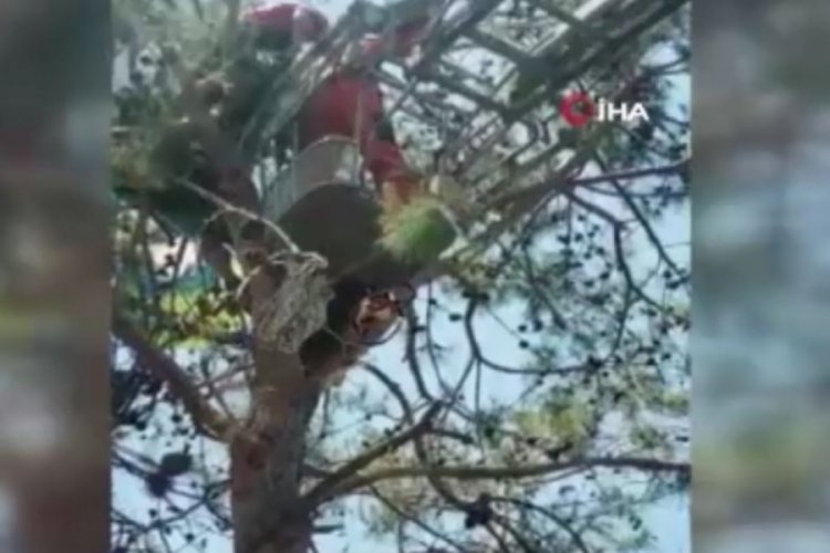 Ağa&ccedil;ta asılı kalan paraş&uuml;t&ccedil;&uuml;leri itfaiye kurtardı
