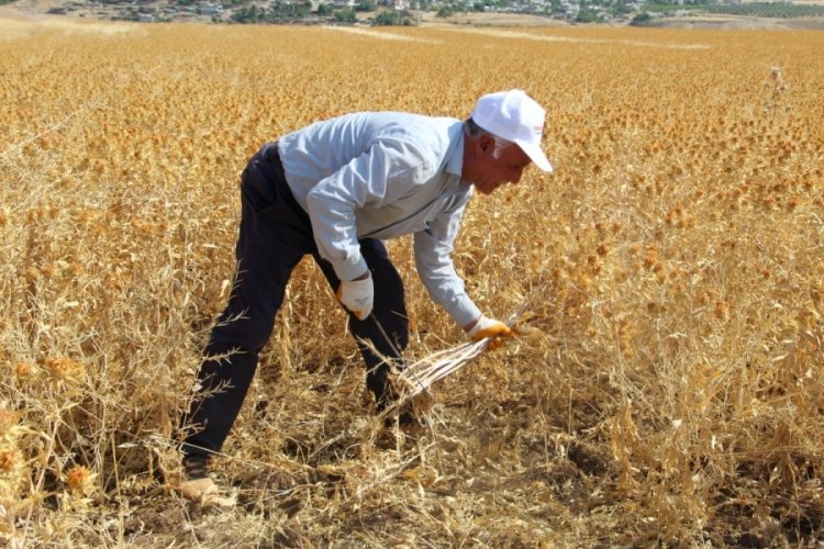 Şırnak'ta aspirin hasadı yapıldı