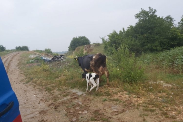Bursa'da Jandarma ekipleri gebe ineği buldu