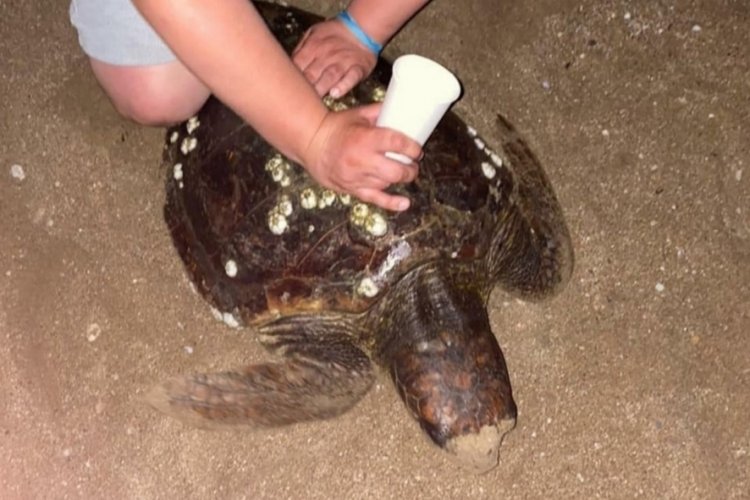 Caretta carettaya eziyet eden turistlere ceza!
