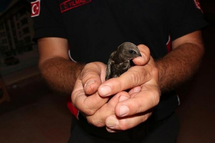 İpe dolanan ebabil kuşunu itfaiye kurtardı