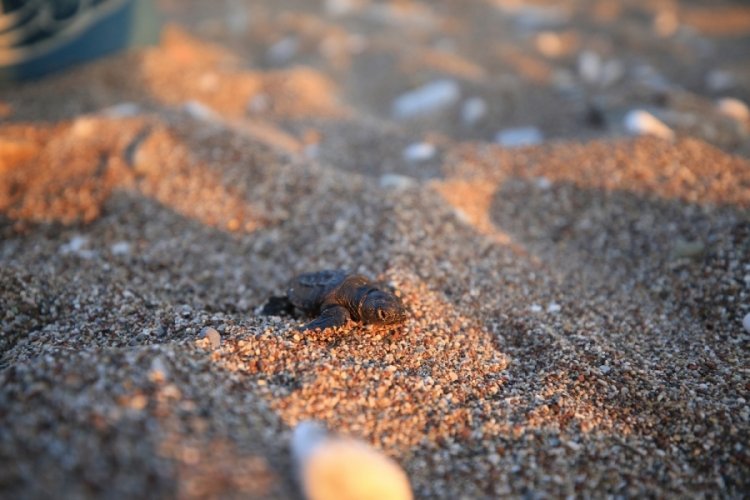 Caretta caretta yavrularının yolculuğu başladı