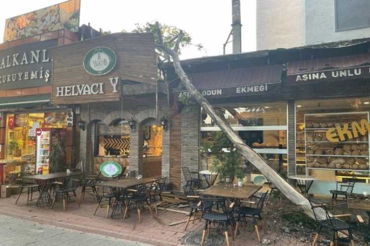 Bursa'da asırlık &ccedil;ınarın dalı b&ouml;yle devrildi, faciadan d&ouml;n&uuml;ld&uuml;