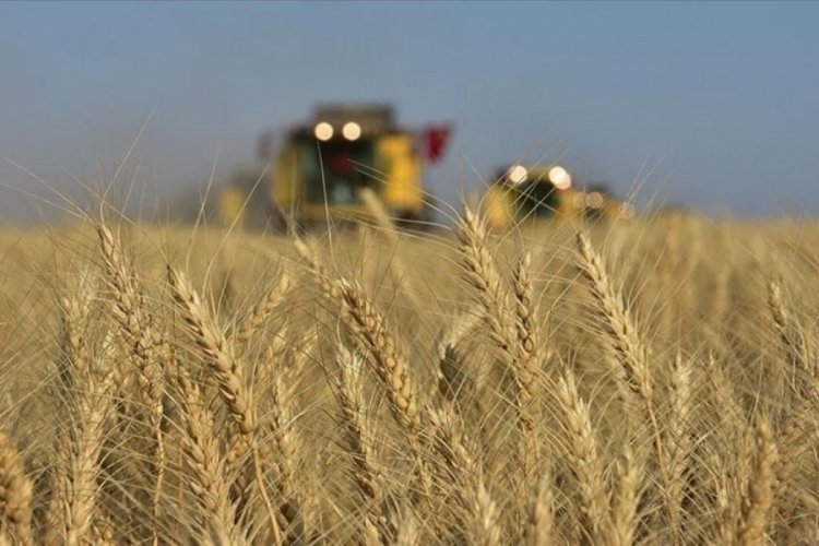 Uzmanlardan buğday krizi uyarısı: Kuraklık vurdu