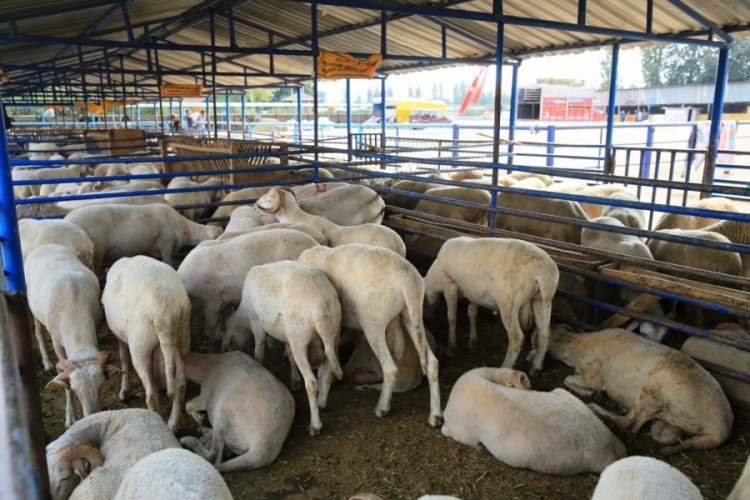 Bursa Nil&uuml;fer'de kurban kesim yerleri belirlendi