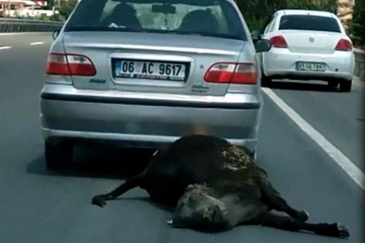 Ankara'da &ouml;l&uuml; ineği ara&ccedil;la s&uuml;r&uuml;kleyen şahsa ceza!