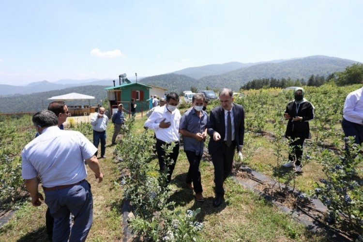 Bursa İneg&ouml;l'de yaban mersininde hedef 20 bin kilogram rekolte