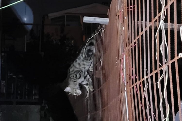 Çitin teli karnına saplanan yavru kedi kurtarıldı Güncel Haberler