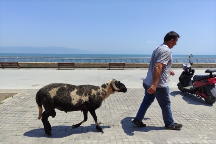 Bursa'da kurbanda satışa &ccedil;ıkarttığı koyunlarla sahilde gezintiye &ccedil;ıkıyor