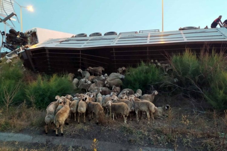 Osmaniye'de kargo kamyonu, TIR'a &ccedil;arptı: 1 &ouml;l&uuml;, 2 yaralı
