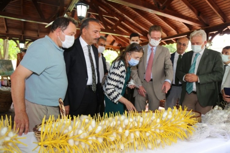 Bursa'da yerli ipekb&ouml;ceğinin genetik kaynakları muhafaza edilecek