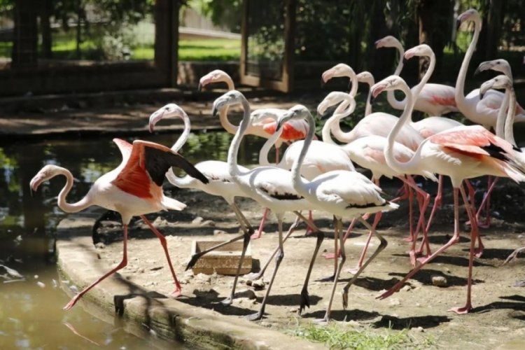 Satılmak istenen 21 flamingoya el konuldu
