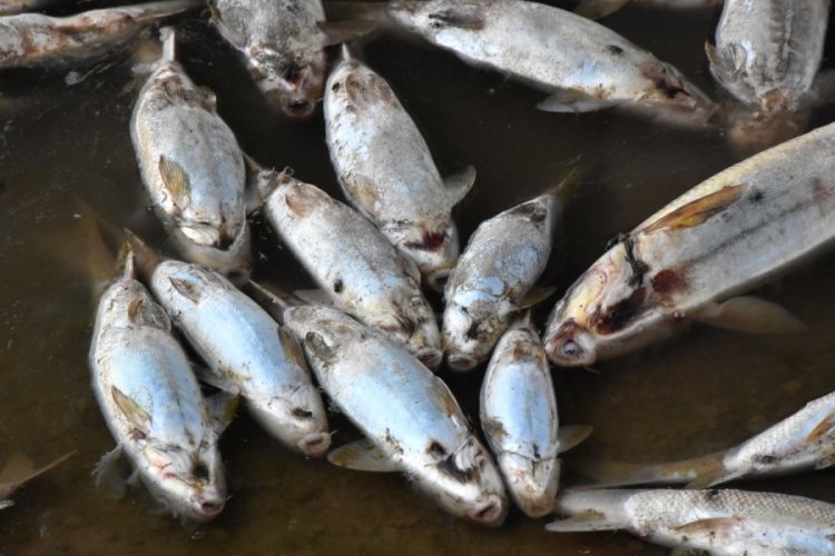 Kızılırmak'taki balık ölümlerinin nedeni belli oldu