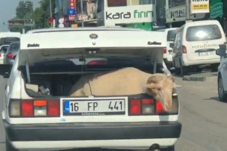 Bursa'da bagajda yolculuk yapan koyun kameralara yansıdı