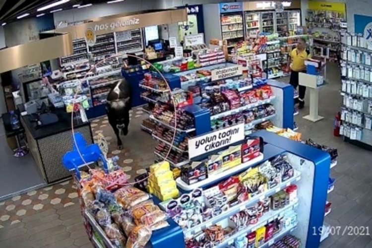 Sahibinin elinden kurtulan dana markete daldı