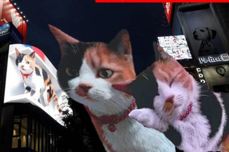 Tokyo'nun yeni misafiri 3D kedi!