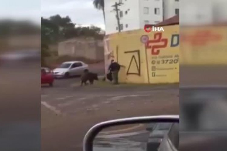 Brezilya'da motorlu kurye domuz saldırısına uğradı!