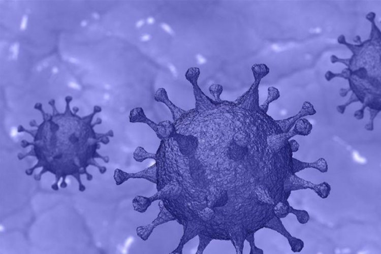 Hiç bilinmeyen 28 farklı virüs keşfedildi