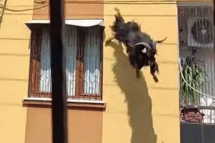 Kurbanlık keçi çatıdan uçtu