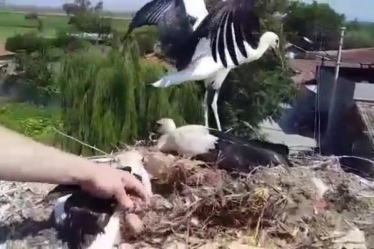 Bursa'da ayağına tel takılan yavru leyleği itfaiye ekipleri kurtardı