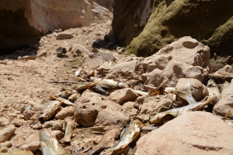Şırnak'ta Bazamir Deresi aşırı sıcaklar nedeniyle kurudu!