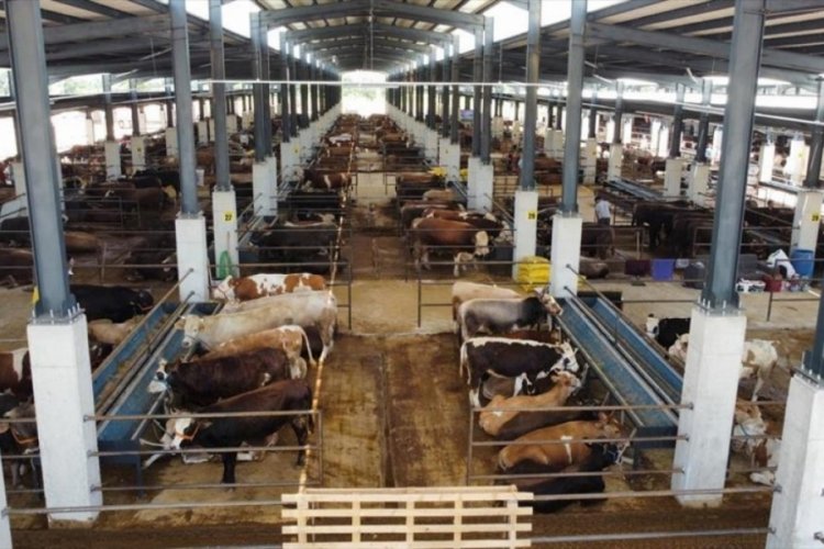 Bursa İneg&ouml;l modern hayvan pazarı ilk bayramda y&uuml;zleri g&uuml;ld&uuml;rd&uuml;