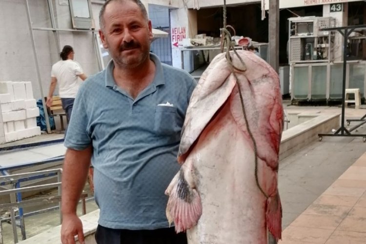 2 metrelik yayın balığı yakalandı: 3 bin 250 liradan satıldı