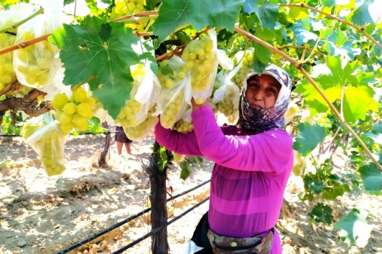 4 bin salkım &uuml;z&uuml;m&uuml; poşetlerle kapladı