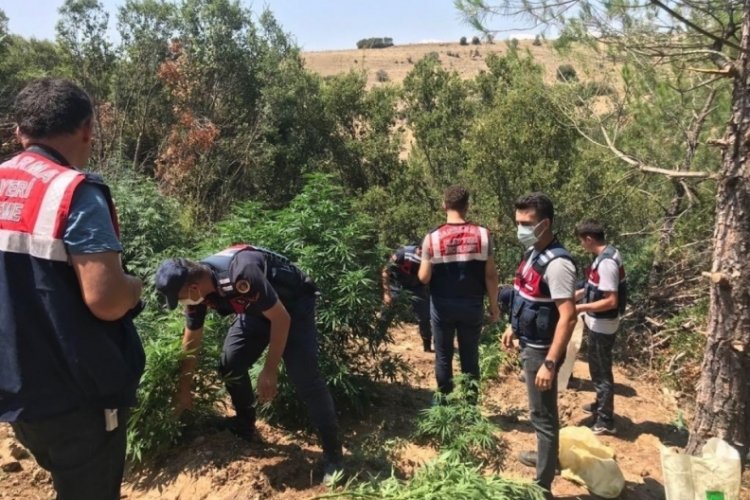 Kenevir yetiştirenleri jandarma yakaladı
