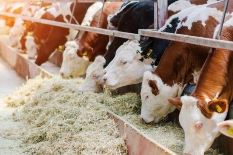 Bayramda 3 milyon 700 bin kurbanlık satıldı
