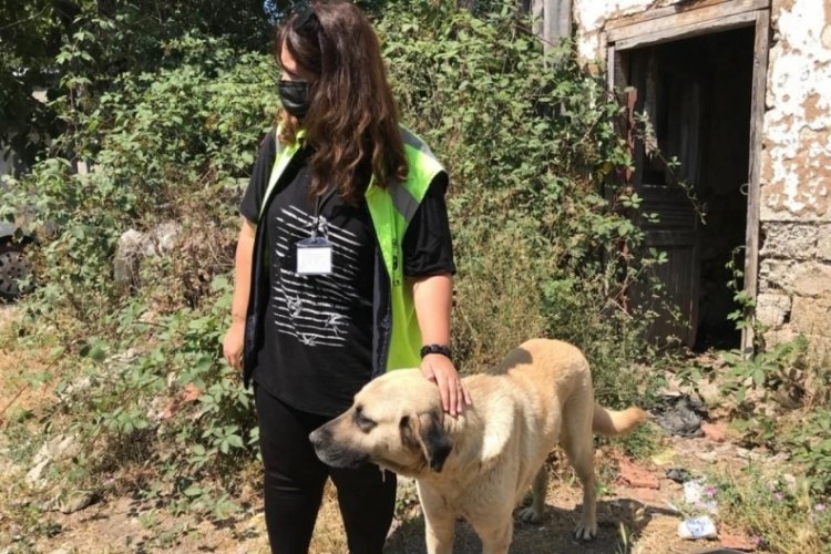 Bursa'da sahipsiz hayvanlar da bayram etti