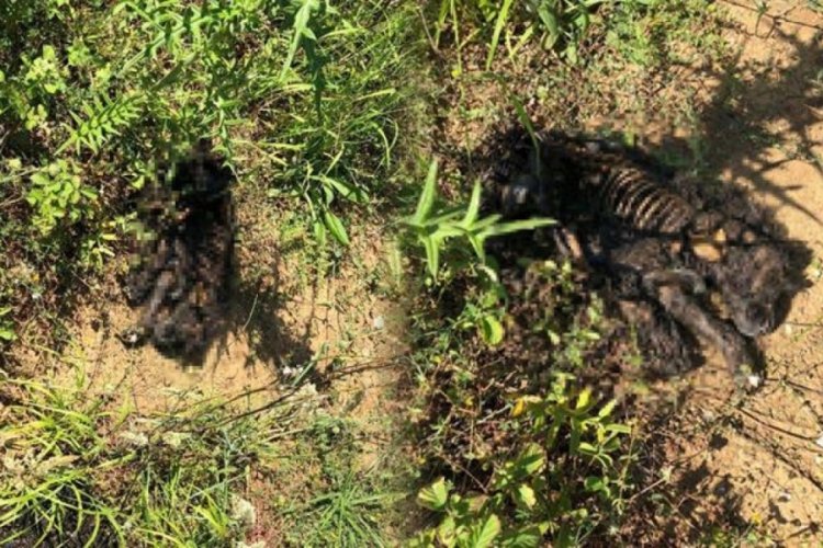 Yavru k&ouml;peği diri diri yaktılar