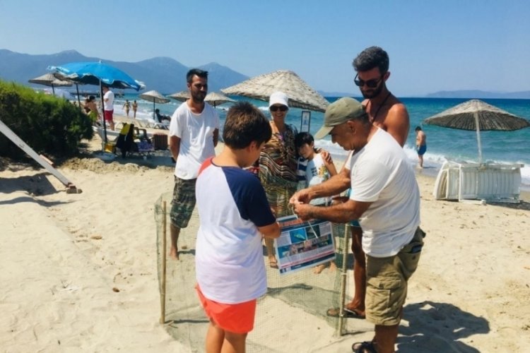 Caretta Carettalar Kuşadası'nda yuva yaptı