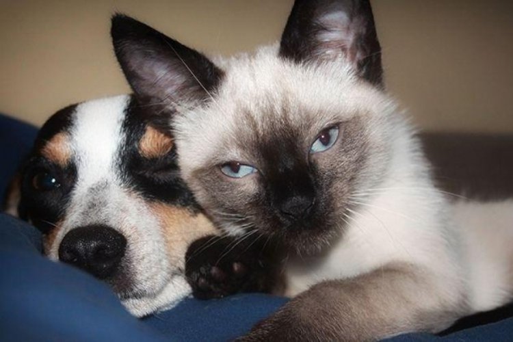 Kedilerin Covid-19 riski k&ouml;peklerden daha fazla!