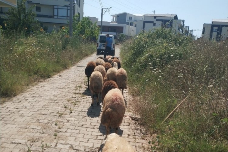 Bursa'da koyunları kaybolan &ccedil;ift&ccedil;inin yardımına zabıta koştu