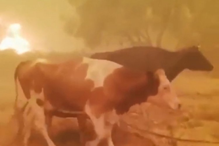 Manavgatlı &ccedil;ift&ccedil;inin en &ccedil;aresiz haykırışı!