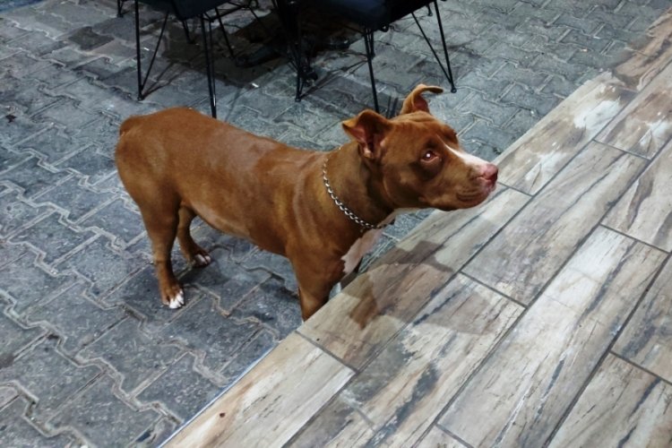 Bursalılar dikkat! 14 Temmuz'dan &ouml;nce tehlikeli ırk k&ouml;pek besleyenlere kısırlaştırma ve kayıt zorunluluğu