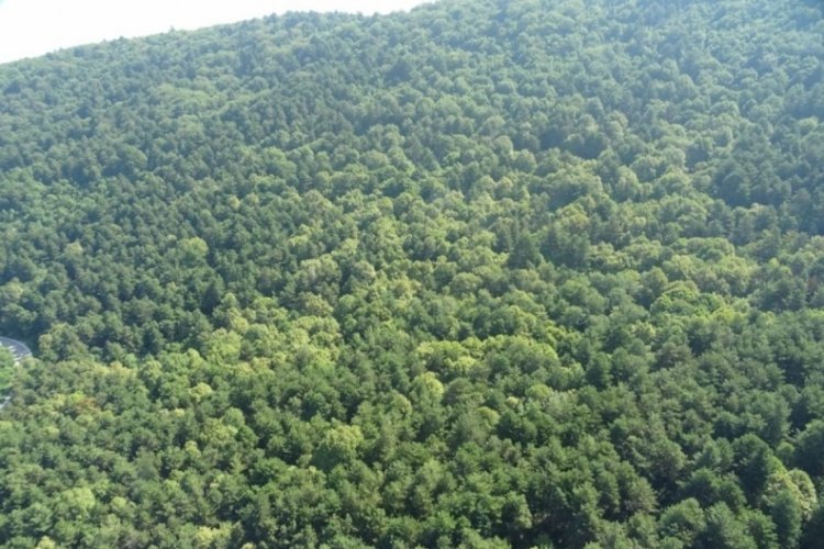 T&uuml;rkiye'nin bir&ccedil;ok ilinde ormana girişler yasaklandı